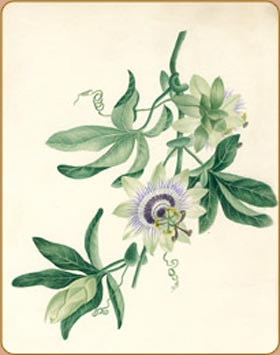 Passiflora by Emily Langshaw c.1832